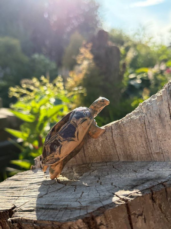 Черепашка «Voyager»